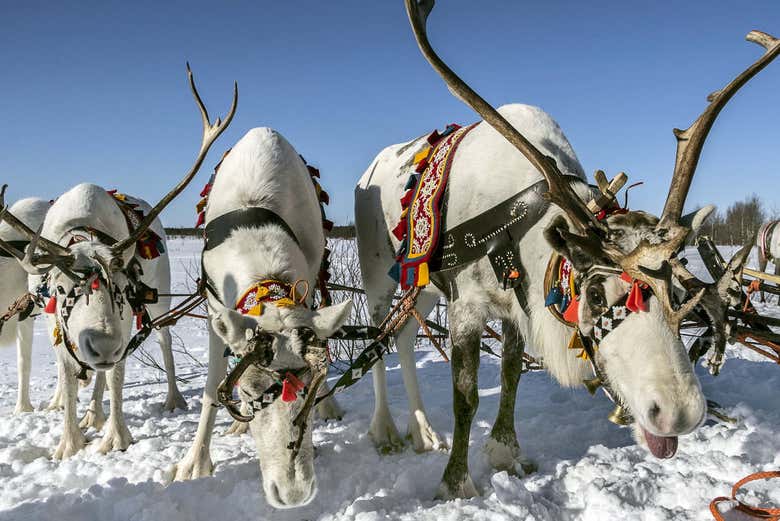 Visiting a reindeer farm