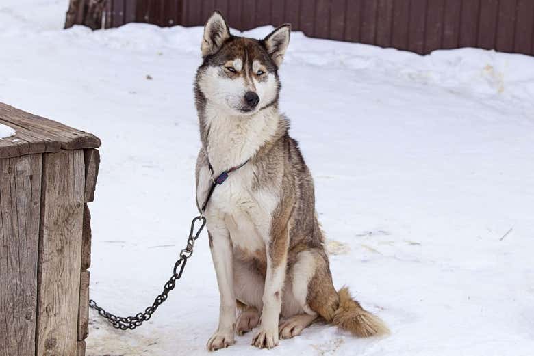 Conociendo a los perros beringia
