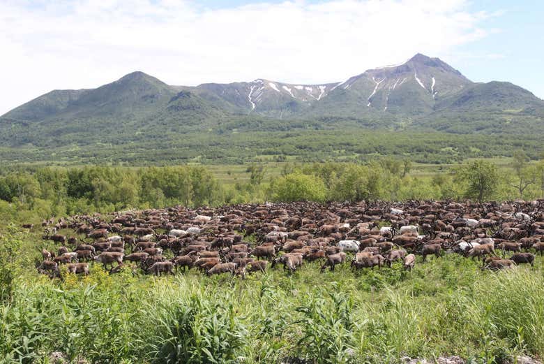Renos en Kamchatka