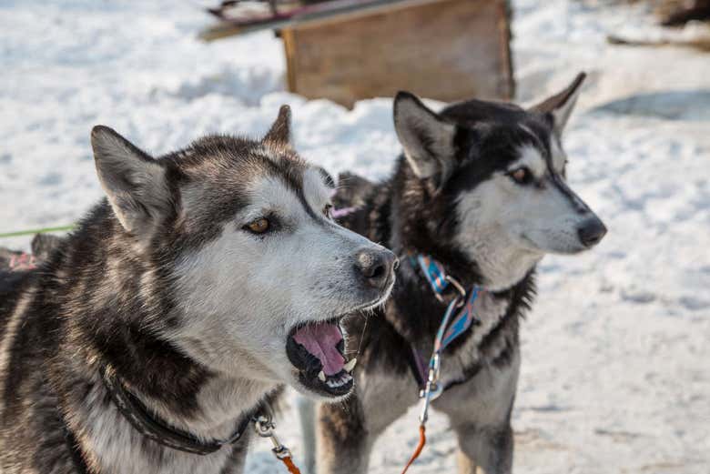 Canil de cachorros Beringia 