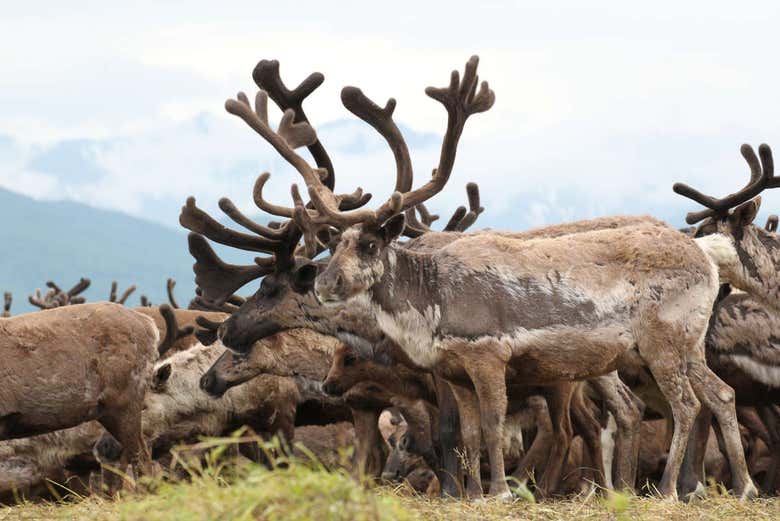 Visitando el criadero