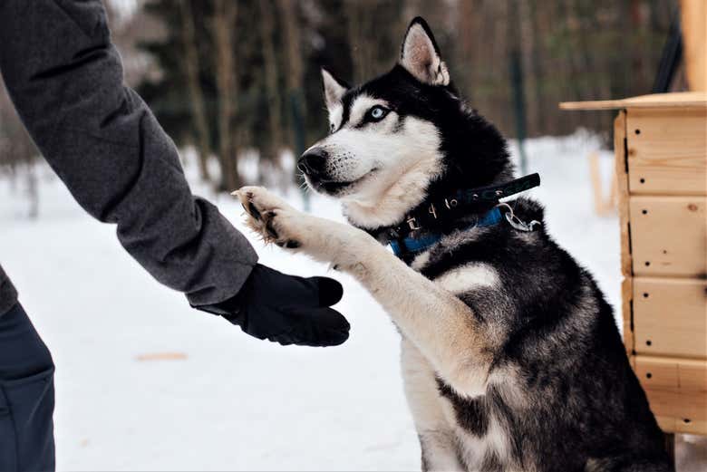 Cane husky