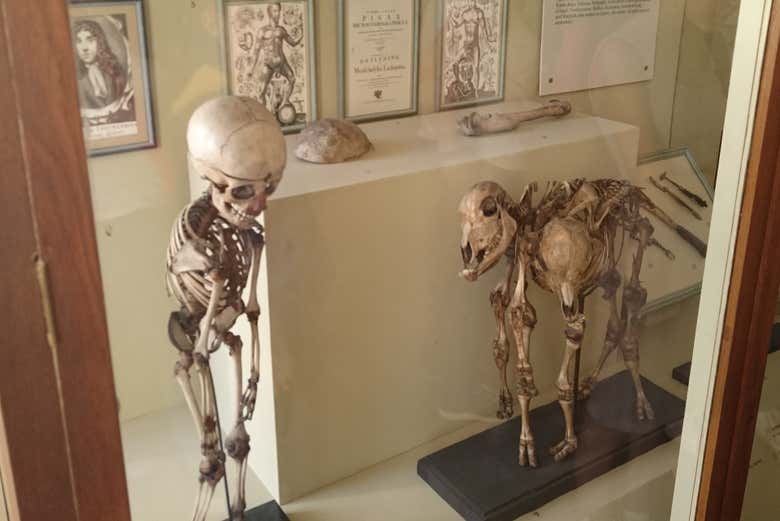 Esqueletos expuestos en el museo