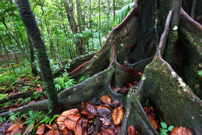 Trees in the rainforests of St. Kitts