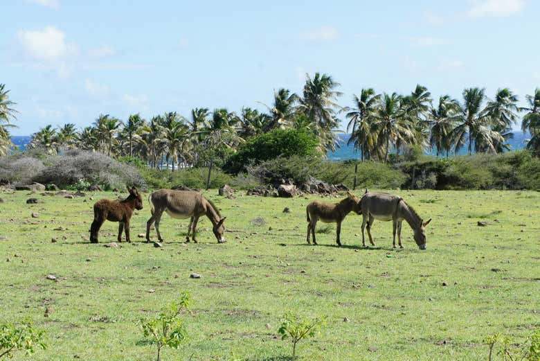 Pendant la visite sur l'île de Niévès