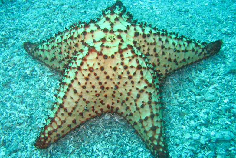 Osservando una stella marina