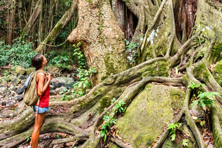 Contemplando la flora della foresta tropicale