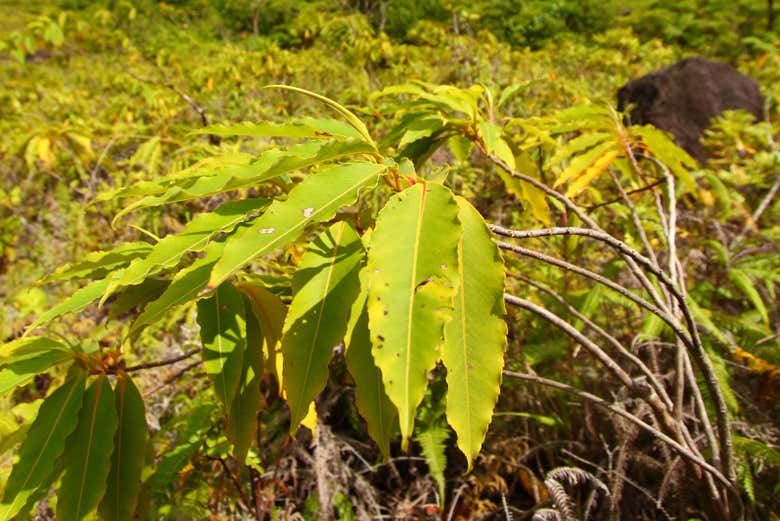 Contemplando la flora locale