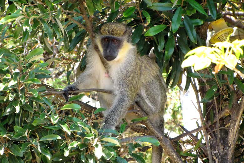 Una scimmia sull'isola di Saint Christopher