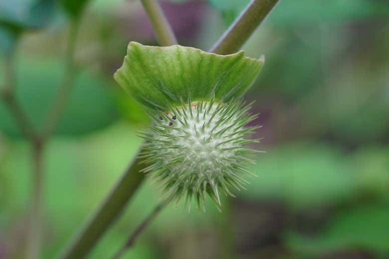 Osservando le specie vegetali della foresta