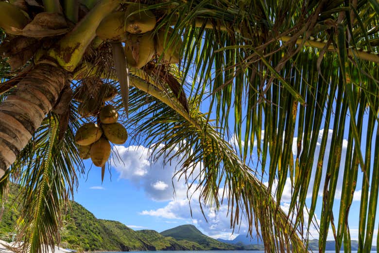 Le palme di Saint Christopher