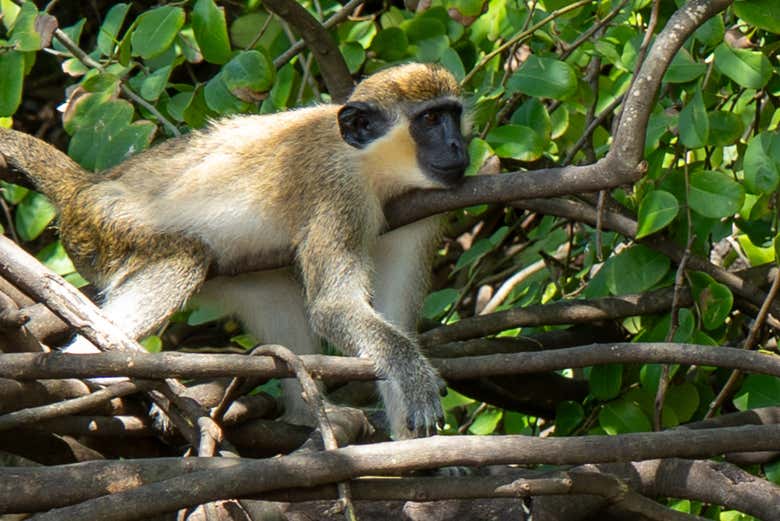 Podríamos encontrarnos con monos durante el recorrido