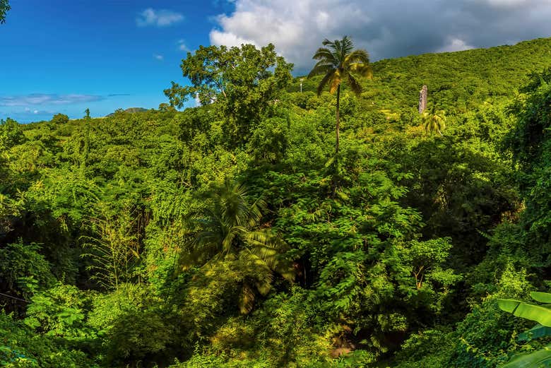 Vegetazione rigogliosa di Saint Christopher