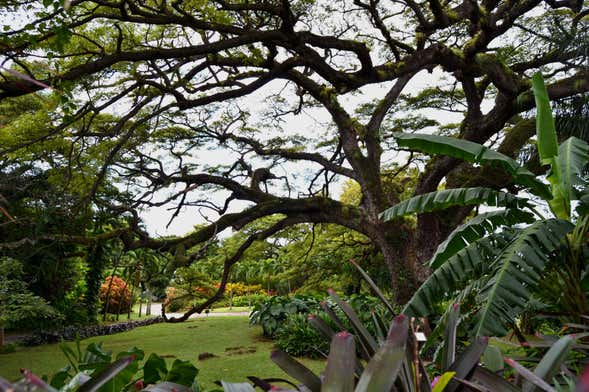 St. Kitts Rainforest Hiking Tour