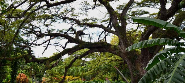 Randonnée dans la jungle de Saint-Christophe