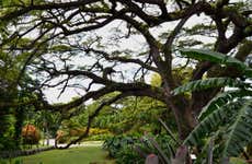 Randonnée dans la jungle de Saint-Christophe