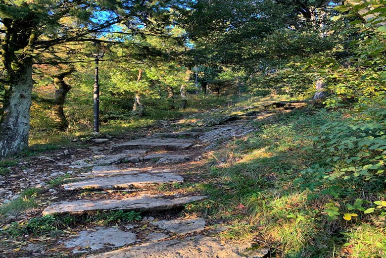 Un sentiero immerso nel verde