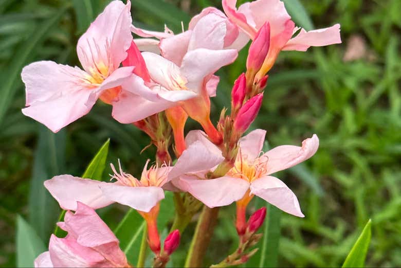 Giardino botanico di Kingston