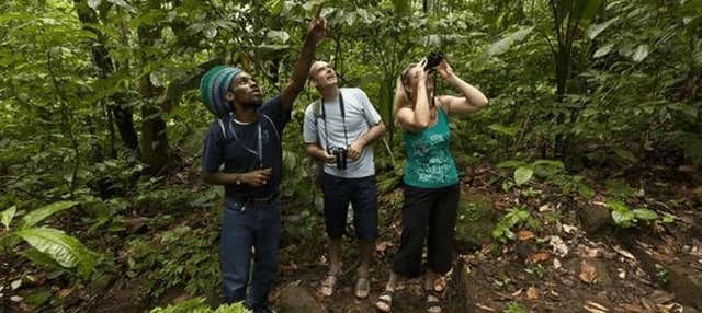 Birdwatching nella Rainforest Santa Lucía