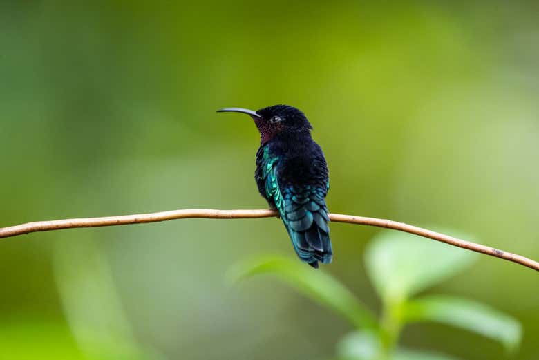Aves no Parque Aventura Santa Lúcia