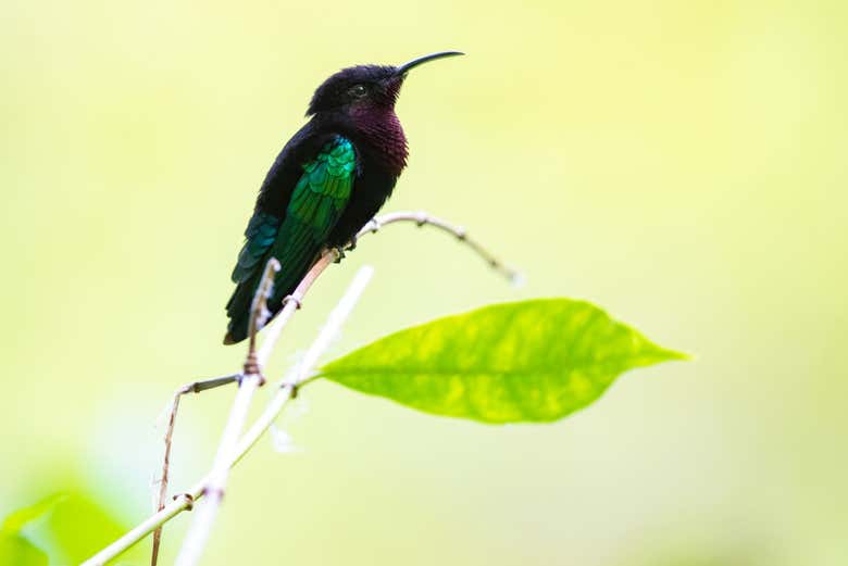 Colibri típico de Santa Lucía
