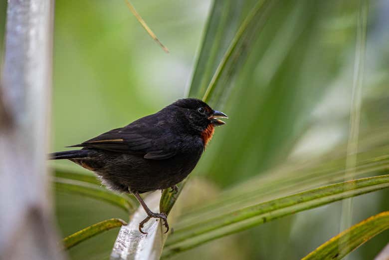 Um pássaro endêmico da ilha