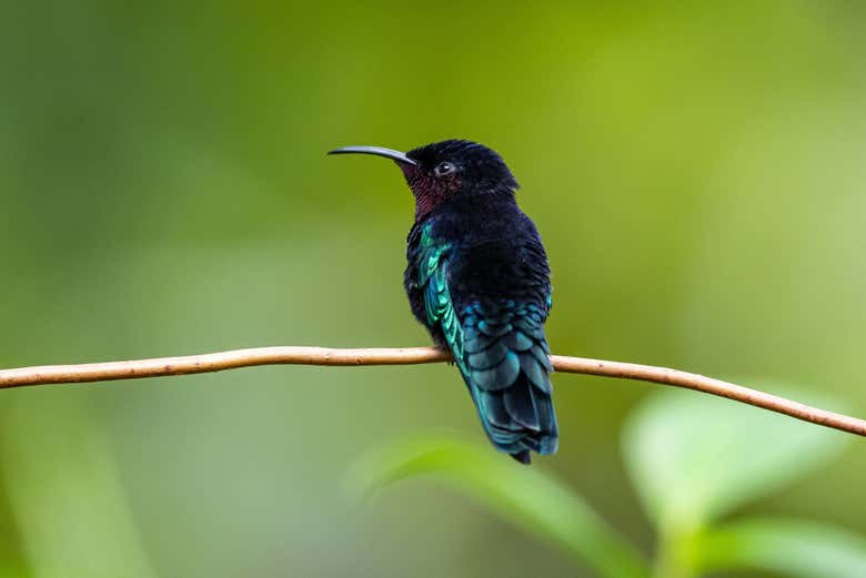 Tentaremos avistar diferentes espécies