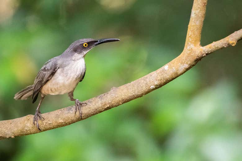 Espécie endêmica de Santa Lúcia