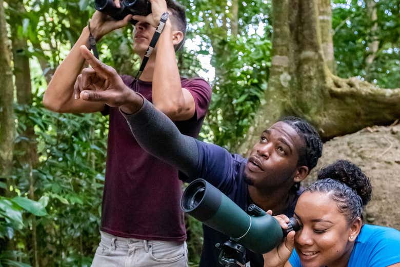 Observando as aves autóctones