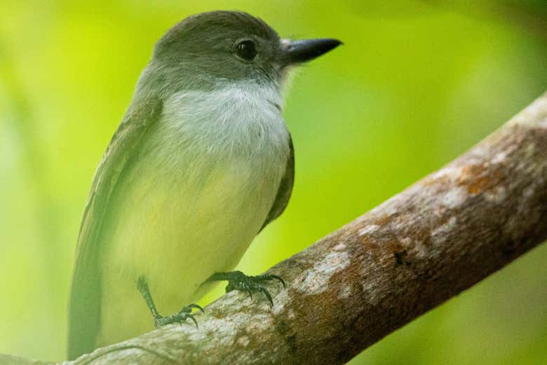 Contemplaremos diferentes aves de Santa Lucía