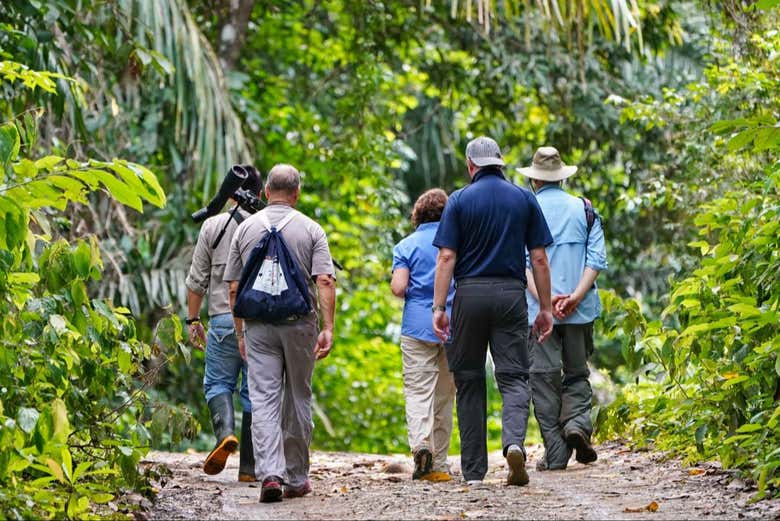 Entre a floresta tropical