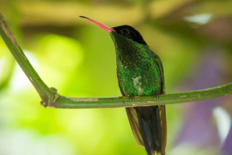 Un colibrí colirrufo, un ave de lo más bello