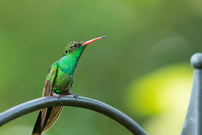 Un colibrí en la selva de Santa Lucía