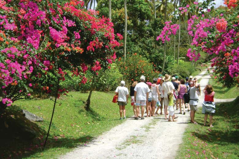 Passeggiata nell'ambiente naturale di Soufrière
