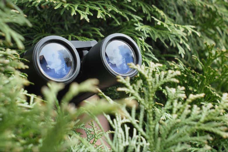 Avistando os pássaros em seu habitat