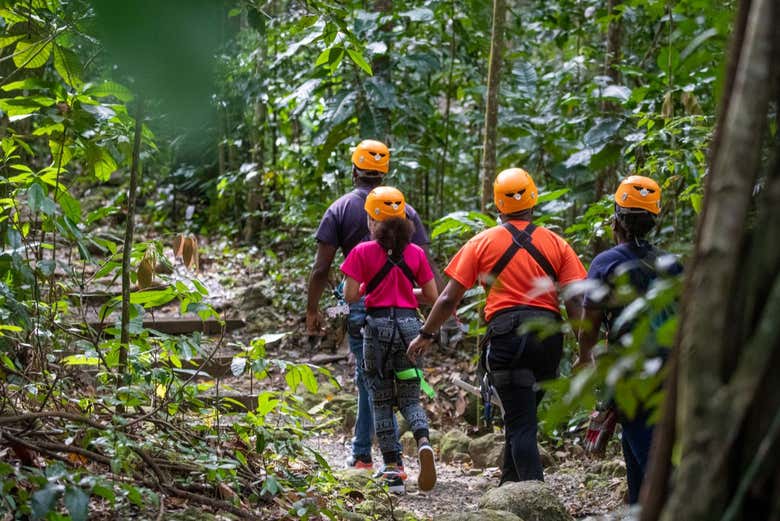 Trilhas cercadas pela selva