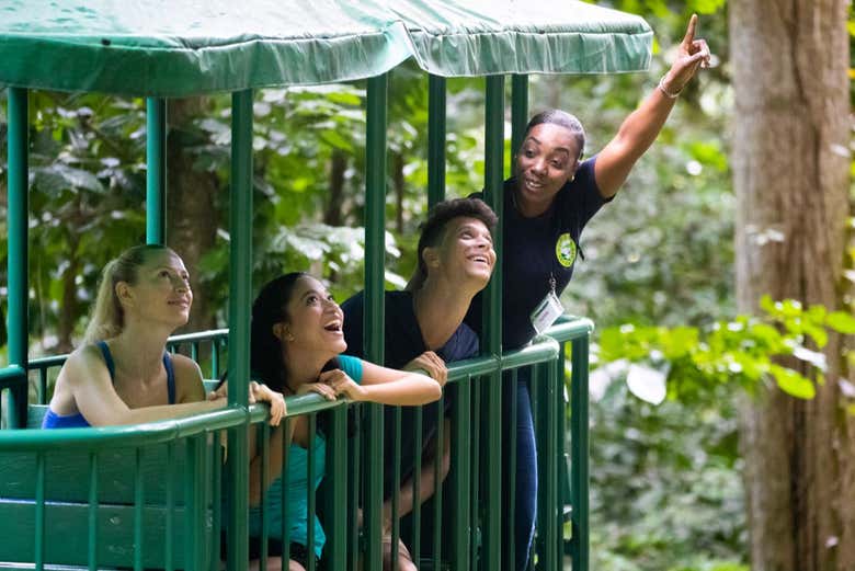 Admirando a vida selvagem no alto das árvores