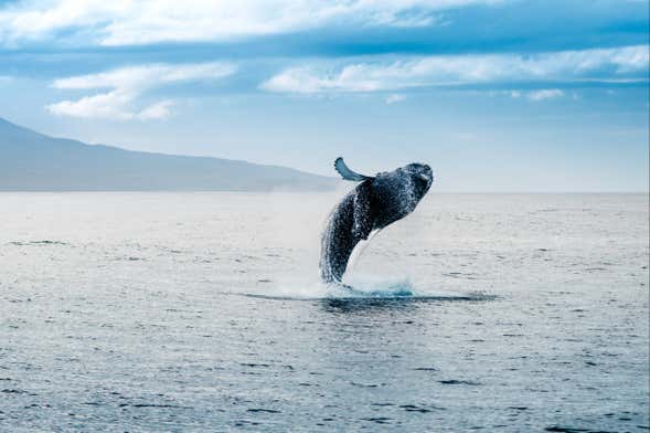 Avistamiento de delfines y ballenas en Santo Tomé