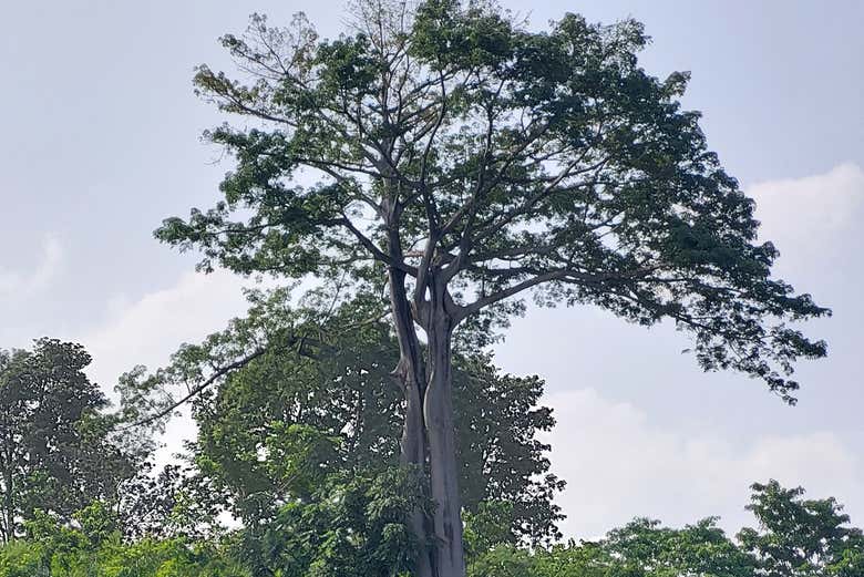 Un arbre centenaire à São Tomé