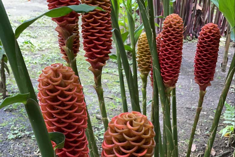 Plantas del Jardín Botánico de Santo Tomé