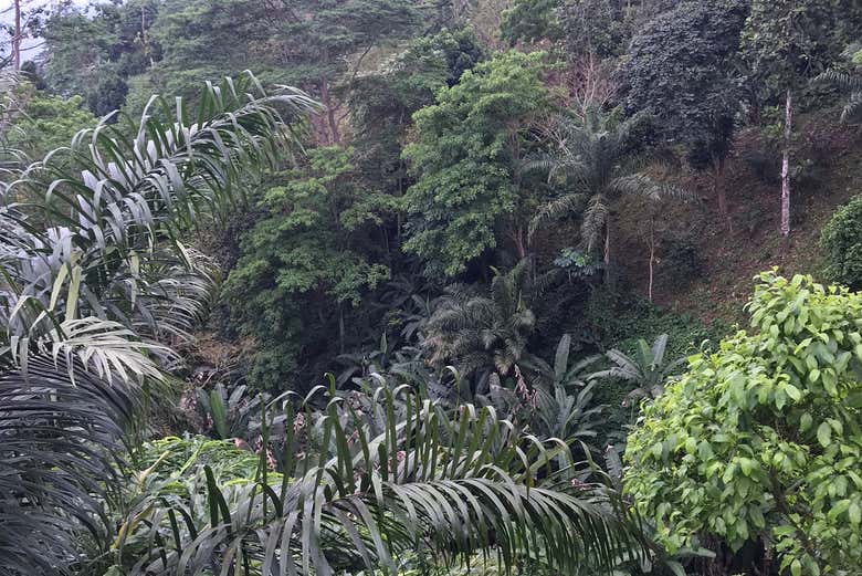 La diversité de la végétation à São Tomé