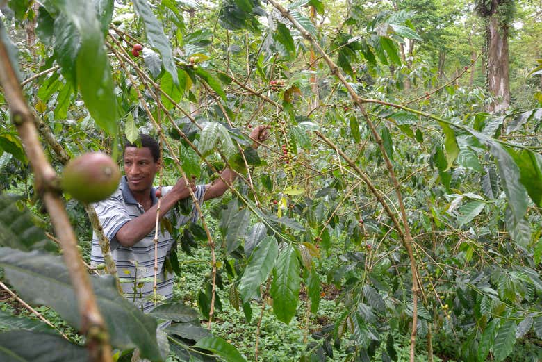 Collecting coffee cherries
