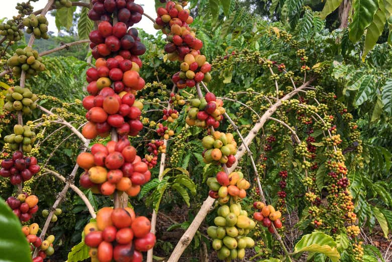 Plantación de café en Santo Tomé