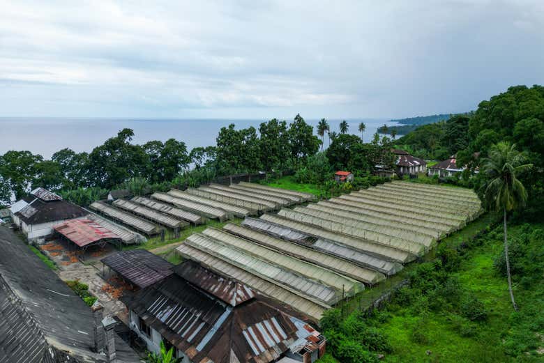 Vue aérienne sur des séchoirs à cacao