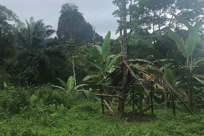 Santo Tomé vegetation