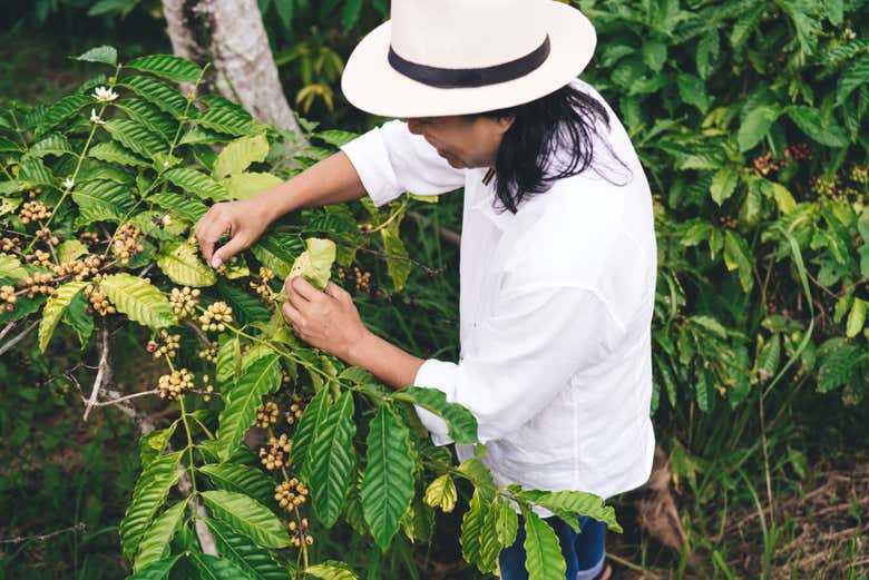 Visitaremos una plantación de café