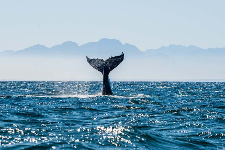Look out for a whale's tail