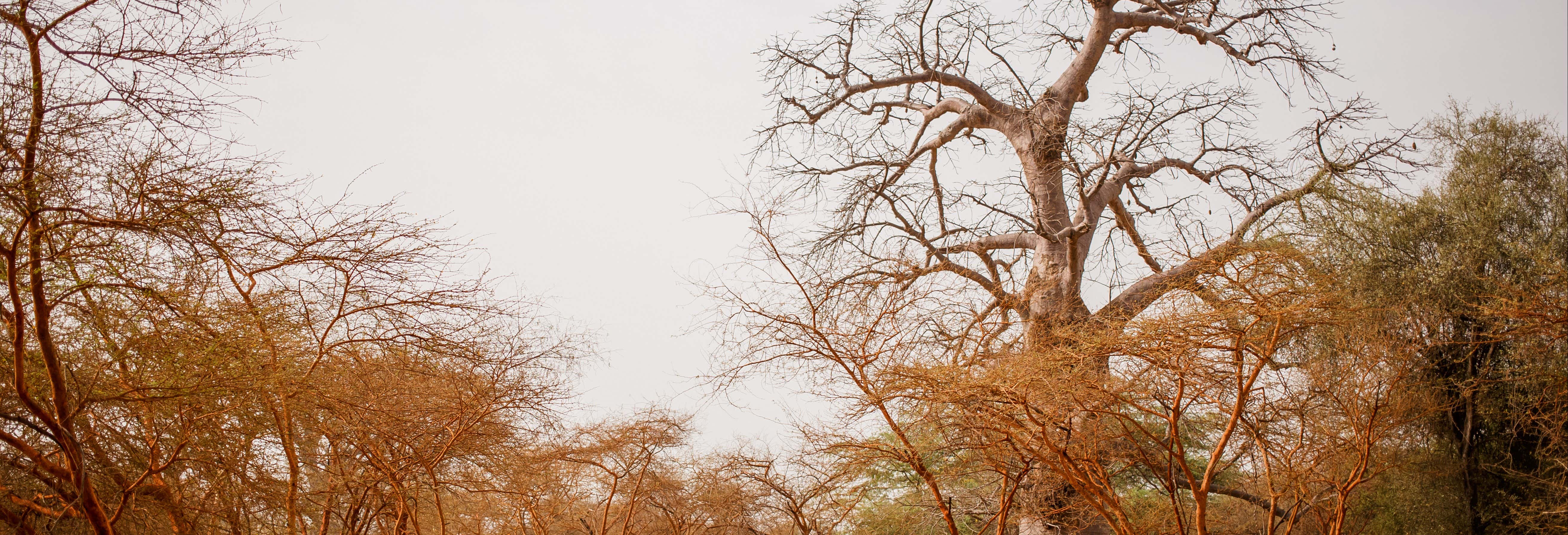 Excursiones de un día en Dakar