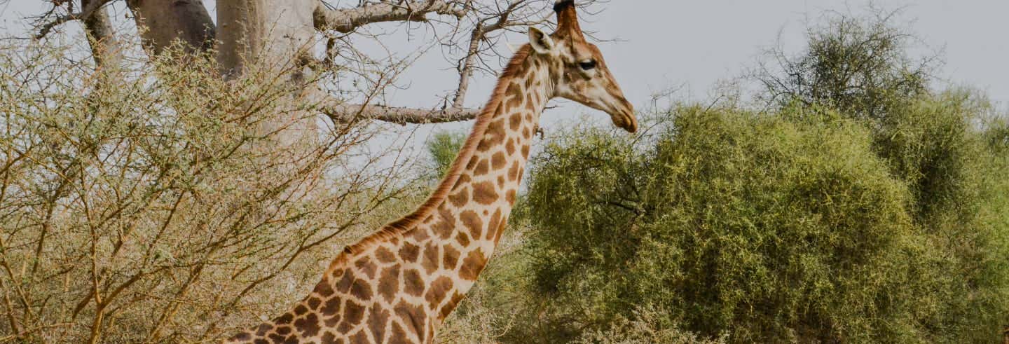 Excursiones de un día en Dakar