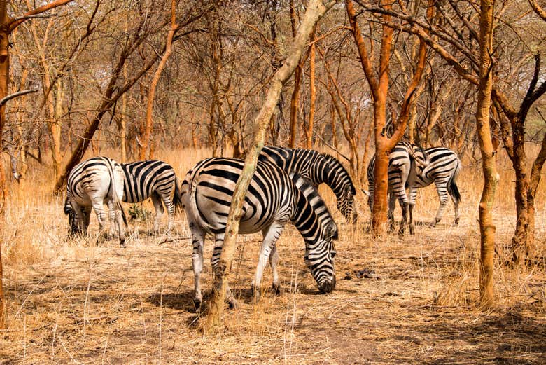 Excursión privada a la Reserva de Bandia desde Dakar - Civitatis